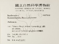 木層孔菌屬藏品圖，第2張