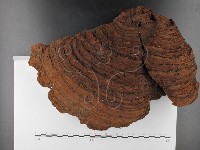 木層孔菌屬藏品圖，第1張