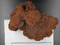 木層孔菌屬藏品圖，第3張