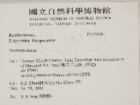 多年臥孔菌屬藏品圖，第2張