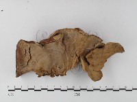 多年臥孔菌屬藏品圖，第1張