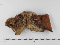 多年臥孔菌屬藏品圖，第3張