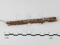 登錄號:F0025651藏品圖，第3張