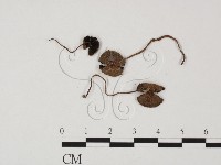 登錄號:F0025653藏品圖，第3張