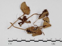 登錄號:F0025654藏品圖，第1張