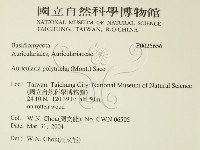 毛木耳藏品圖，第2張