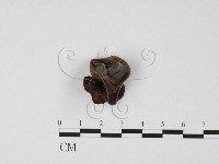 毛木耳藏品圖，第1張