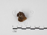 毛木耳藏品圖，第3張