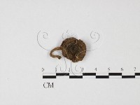 傘菌屬藏品圖，第1張