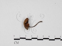 登錄號:F0025659藏品圖，第1張