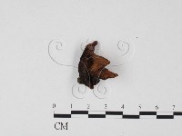 登錄號:F0025661藏品圖，第1張