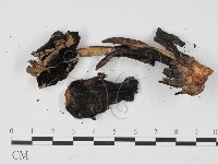 登錄號:F0025662藏品圖，第3張