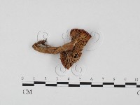 紅菇屬藏品圖，第1張