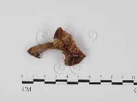 紅菇屬藏品圖，第3張