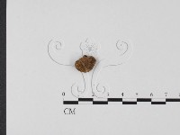 登錄號:F0025668藏品圖，第3張