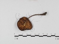 登錄號:F0025670藏品圖，第3張