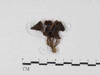 登錄號:F0025671藏品圖，第1張