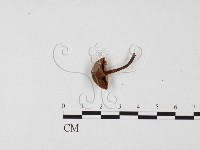 小菇屬藏品圖，第1張