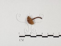 小菇屬藏品圖，第3張