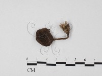 登錄號:F0025673藏品圖，第1張