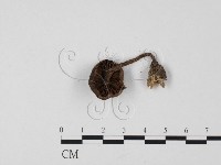 登錄號:F0025673藏品圖，第3張