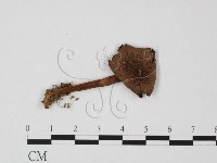 小菇屬藏品圖，第3張