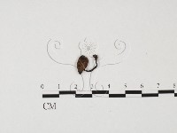 登錄號:F0025675藏品圖，第1張