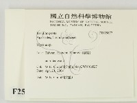 小菇屬藏品圖，第2張