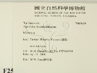 小菇屬藏品圖，第2張