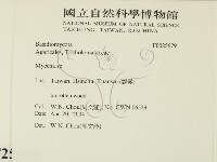 小菇屬藏品圖，第2張