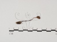 小菇屬藏品圖，第3張