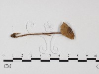 小菇屬藏品圖，第3張