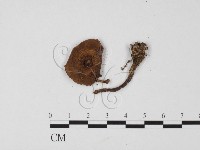 登錄號:F0025682藏品圖，第3張