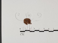 粉褶菌屬藏品圖，第1張