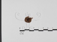 粉褶菌屬藏品圖，第3張