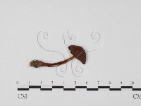 小菇屬藏品圖，第1張