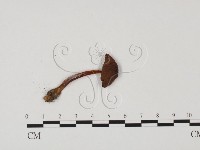 小菇屬藏品圖，第3張