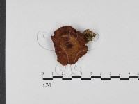 登錄號:F0025685藏品圖，第1張