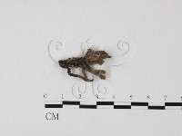 炭角菌屬藏品圖，第1張