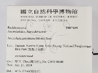 毛木耳藏品圖，第2張