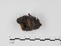 毛木耳藏品圖，第1張