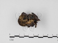 毛木耳藏品圖，第3張