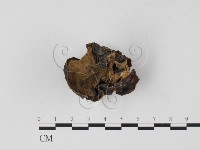 毛木耳藏品圖，第4張