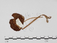 登錄號:F0025693藏品圖，第1張