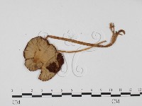 登錄號:F0025693藏品圖，第3張