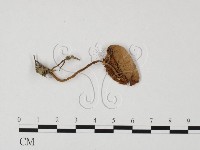 登錄號:F0025694藏品圖，第1張