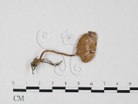 登錄號:F0025694藏品圖，第3張