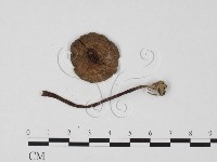 登錄號:F0025695藏品圖，第1張