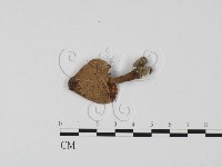 登錄號:F0025696藏品圖，第3張
