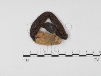 登錄號:F0025697藏品圖，第1張